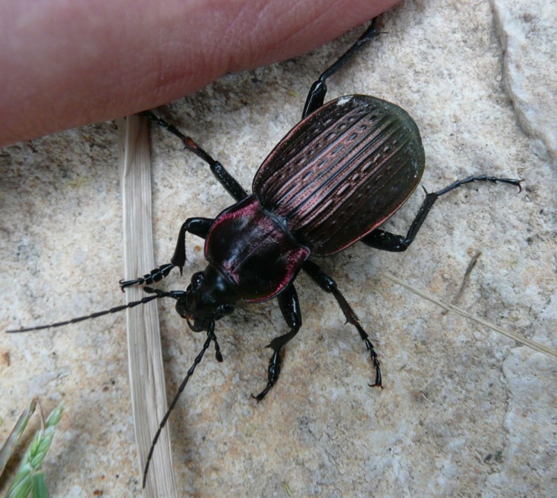 Carabus morbillosus morbillosus